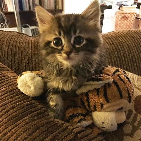 Foster kitten. Providing love and care to kittens can be uniquely gratifying. Perennial kitten foster caregiver Paula Roy explains: “The bottle babies are particularly special to me because … 