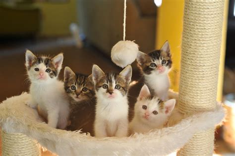 Fostering cats. Things To Know About Fostering cats. 