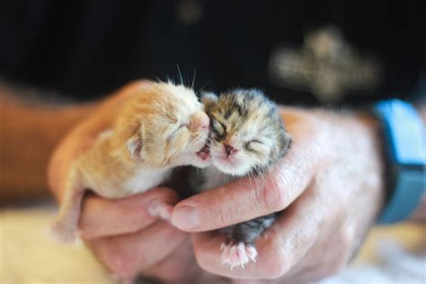 Fostering kittens. 1. Find a room for the kittens. You will want to have a separate room for the kittens to live in. This should be a quiet place where they feel secure. Keep it dark during … 