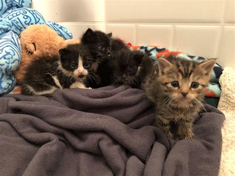 Fostering kittens near me. Things To Know About Fostering kittens near me. 
