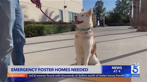 Fosters needed for Orange County animal shelter after historic hangar fire