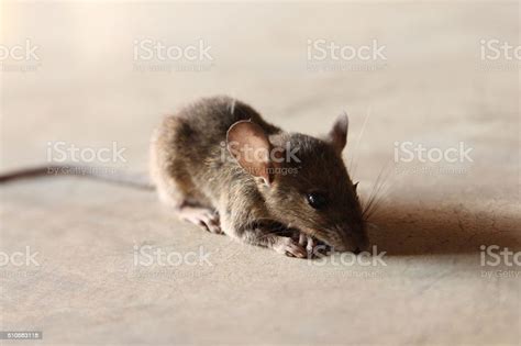 Foto tikus ketabrak