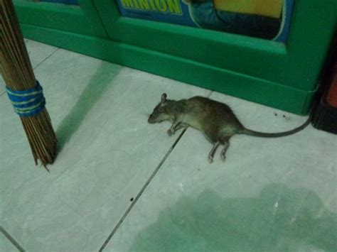 Foto tikus mati