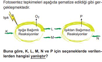 Fotosentez Test. 