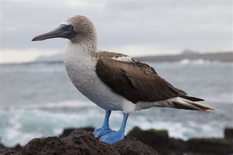 Fou à pieds bleus — Wikipédia