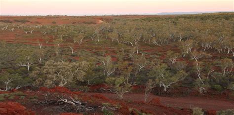 Found: ‘lost’ forests covering an area - The Conversation