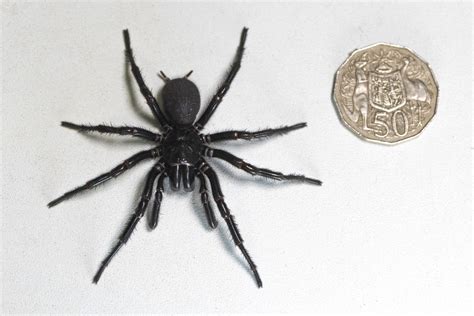 Found: Largest male specimen of the most poisonous spider in the world