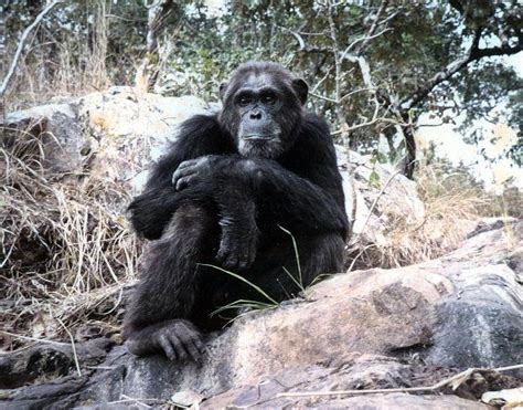 Found: the giant lion-eating chimps of the magic forest