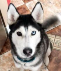 Found Husky named Quinn - lost & found