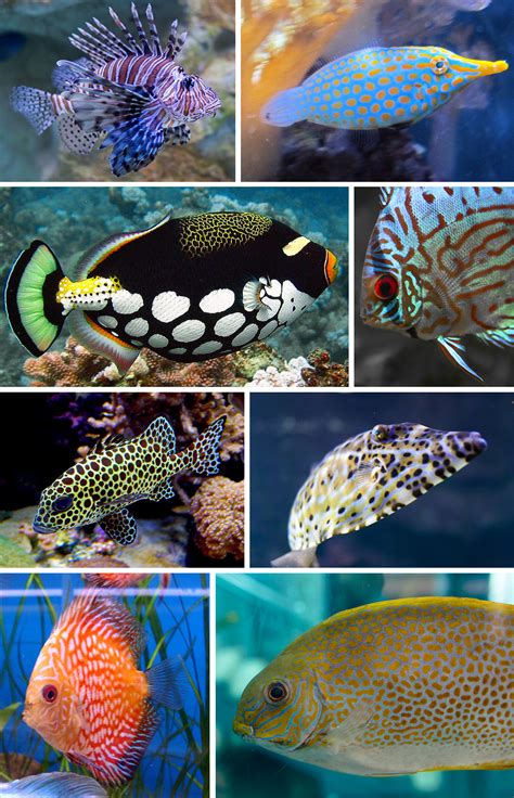 Found Patterns Tropical Fish Pattern Observer
