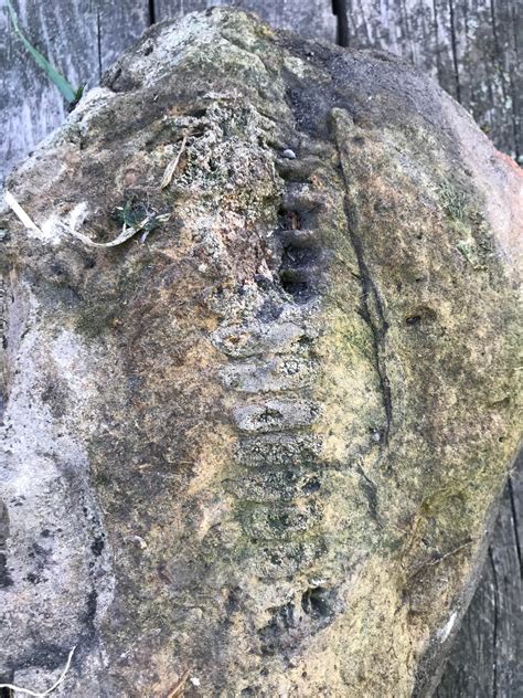 Found this piece of limestone with what appears to be a fossil. I’d