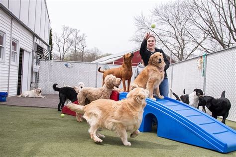 Four Paws Doggie Day Care Reviews - Trustpilot