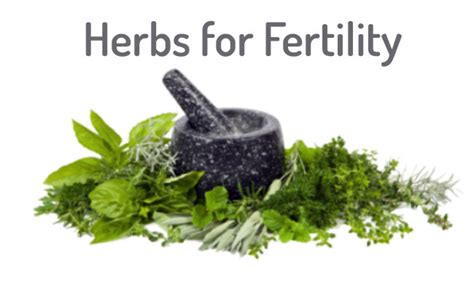 Four Science-based Traditional Herbs for Fertility