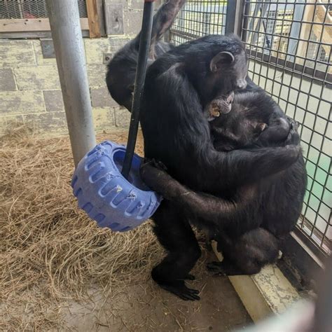 Four chimps rescued from Ohio roadside zoo share special hugs in their new home at Florida nonprofit Save The Chimps