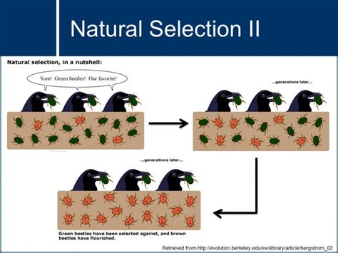 Natural Selection – Important Points. Natural se
