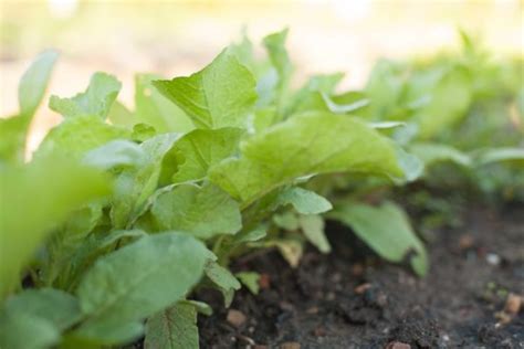 Four x Four Foot Vegetable Garden Designs – P. Allen Smith