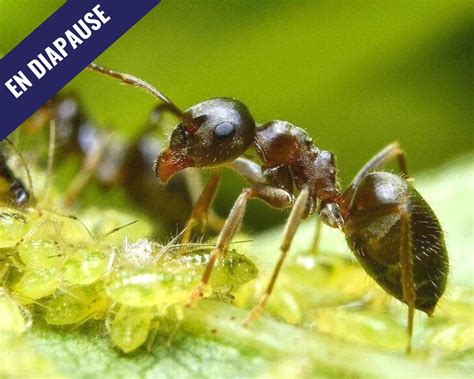 Fourmis - Lasius niger en vente sur www.linsecterie.com