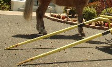 Fourth of July parade injury: Woman impaled when pony bolts in Templeton