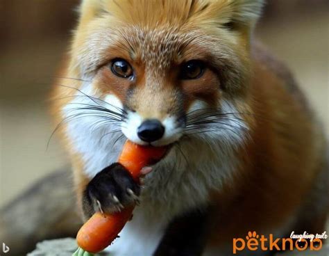 Fox Eating Carrot - Etsy