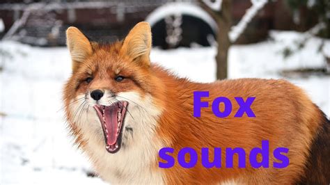 Fox Sounds