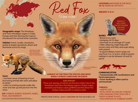 Fox Species - Fox Facts and Information