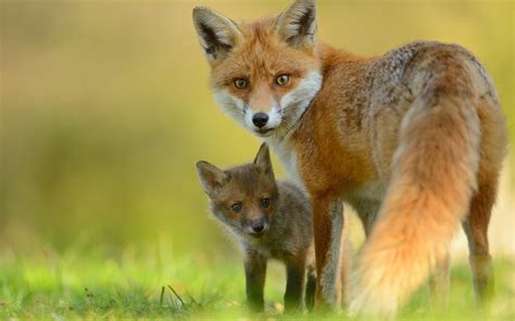 Fox and kit. 4 days ago · 9. Foxes engage in play behavior throughout their lives. Most fox species embrace play as a vital part of their lives, from their early days as kits to their adult years. Foxes playing comes in … 