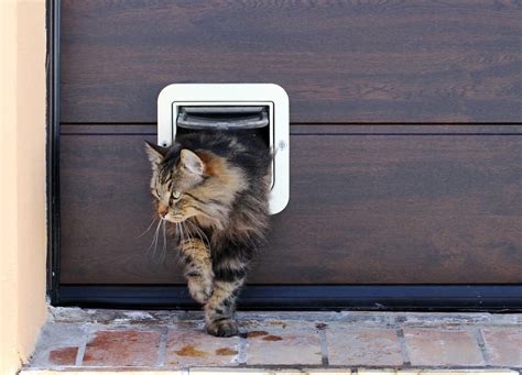 Fox coming in through cat flap - Omlet Club