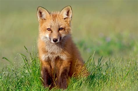 Fox near me. Apr 27, 2017 · The most common are silver fox, red fox, cross fox, arctic marbles, Dakota golds, white marks, sun-glows, ambers, and cinnamons/burgundy. The color variations seem endless. This causes confusion because everyone refers to all red fox color variations as simply "red fox". Diet: All red fox tend to be about 5-15 pounds when fully grown. 