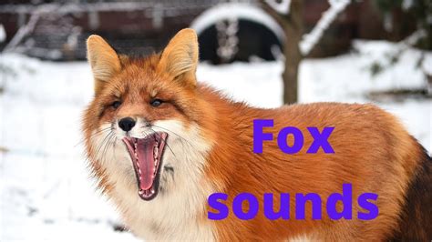 Fox noises. Things To Know About Fox noises. 