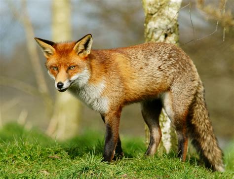 Fox pest. A fox’s bark is used to distinguish one fox from another, in the same way a human voice is used to tell two people apart. Foxes make a range of noises, including barks, screams, gr... 