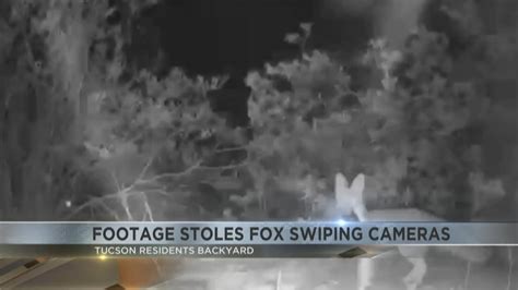 Fox snatcher: Footage shows furry intruder swiped cameras from Arizona backyard