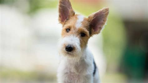 The fox terrier is a classic English breed believed to be a cross between several dog breeds, including Old English terrier, bull terrier, greyhound, and beagle. The earliest record of this breed was a dog named Pitch in 1790. It was owned by Colonel Thomas Thornton and was the subject of a painting by Sawrey Gilpin.. 