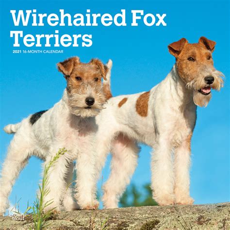 Fox terriers, wire 2008 square wall calendar. - Mower deck manual for john deere 185.