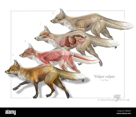 🍆 (SEX) Fox_Anatomy Leaked