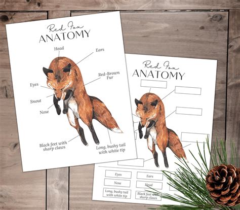 Fox_Anatomy_Lite Onlyfans Leaked [HD] 💦