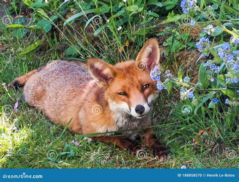 Fox_Backyard Onlyfans Leaked PORN 🔥 188 Photos