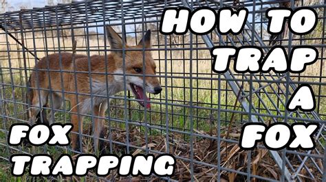Foxe.Trap Leaked [PPV] 💦 194 Pics