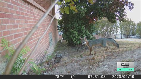Foxes at Huston-Tillotson University could face 'extinction' student project reveals