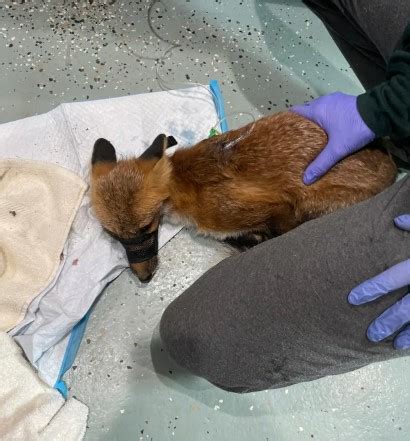 Foxes in Massachusetts caught and injured in illegal animal traps, Arlington Police are investigating