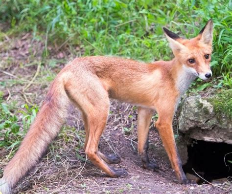 Foxes near me. Around 3.30am this morning I got up to go to the bathroom, went to the window and looked out for and there, standing still in the middle of the road, already looking up at me, was a fox. It was a ... 