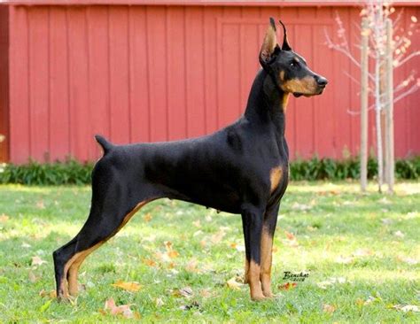 Foxfire Youngsters - Foxfire Dobermans