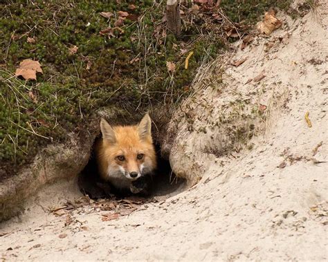 Foxs den. Foxes occasionally dig their own earths/dens, particularly in loose soil, but it is more common for them to take over dens dug by other animals, including rabbits and badgers. In most cases, these dens have been abandoned … 