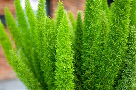 Foxtail Fern Live Plants~Asparagus Densiflorus Myers~2 plants ... - eBay