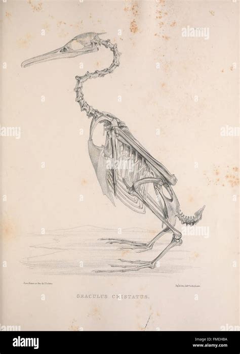 🔥 Fragle_Bird_Bones Leaked XXX 224 Vids