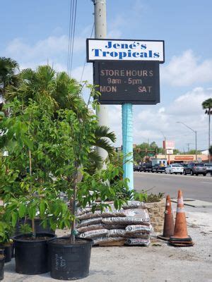 Fragrant Plants St. Petersburg, Florida Jene