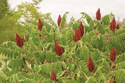 Deer, small mammals and numerous species of birds consume sumac berries from both smooth and fragrant sumac. …. 