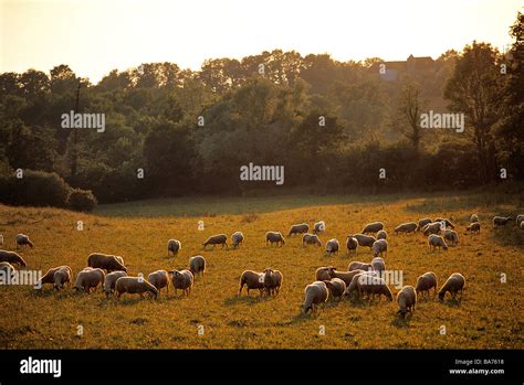 France, Lot, Causse de Gramat, sheep flock Stock Photo - Alamy