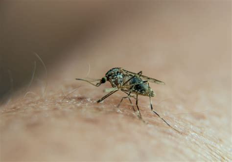 France faces massive increase in dengue cases by 2030
