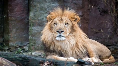 Franklin Park Zoo announces death of Kamaia, their 14-year-old lion