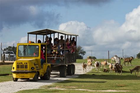 Franklin drive thru safari. Private tours are $100+ depending on the size of your group. Give us a call for more details or questions about pricing. Call: 979-828-5256. 